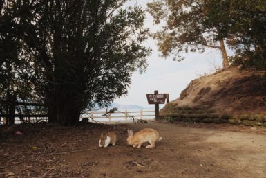 Two rabbits eating on a sandy path and surrounding trees on Okunoshima