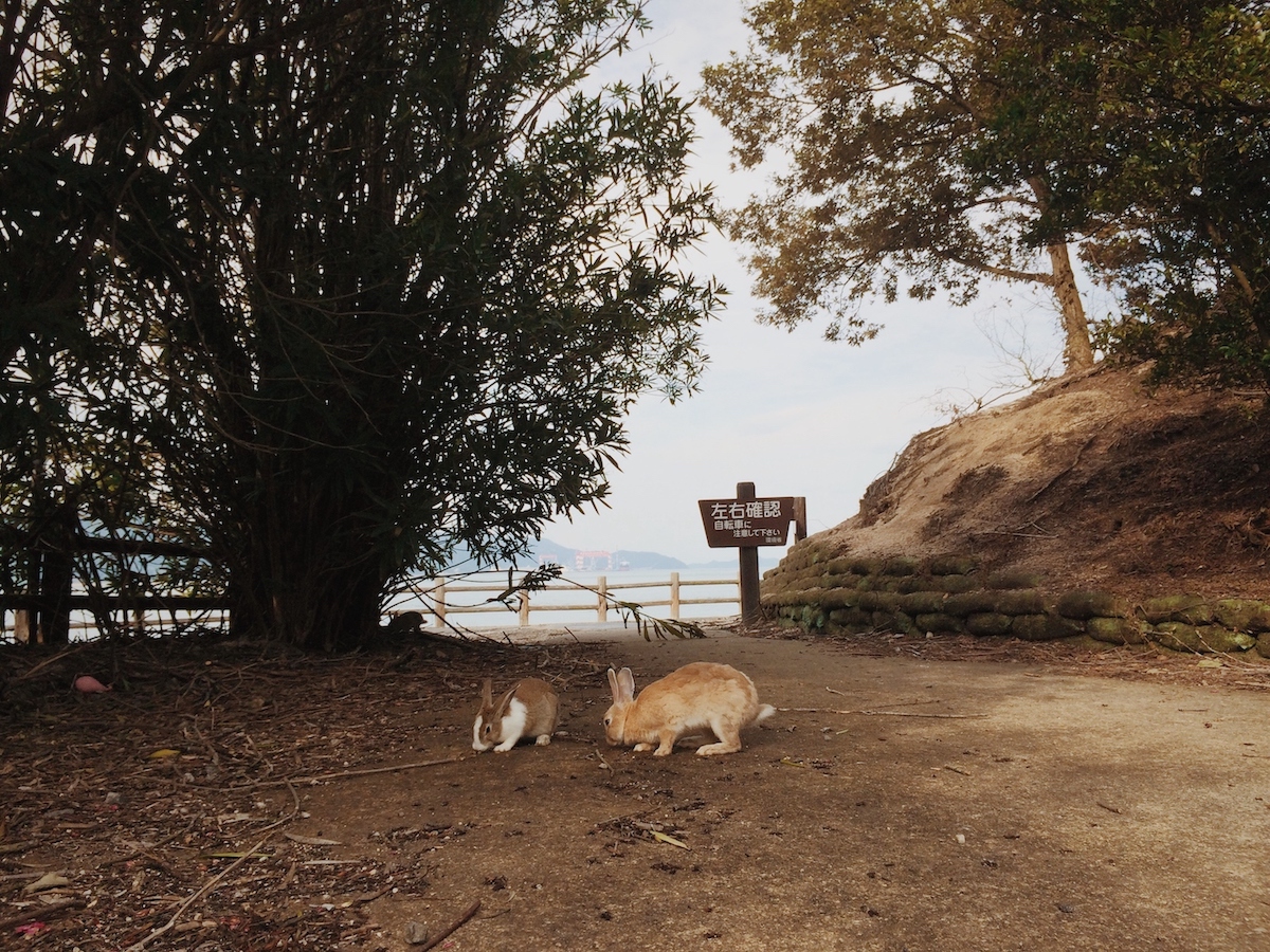 Two rabbits eating on a sandy path and surrounding trees on Okunoshima