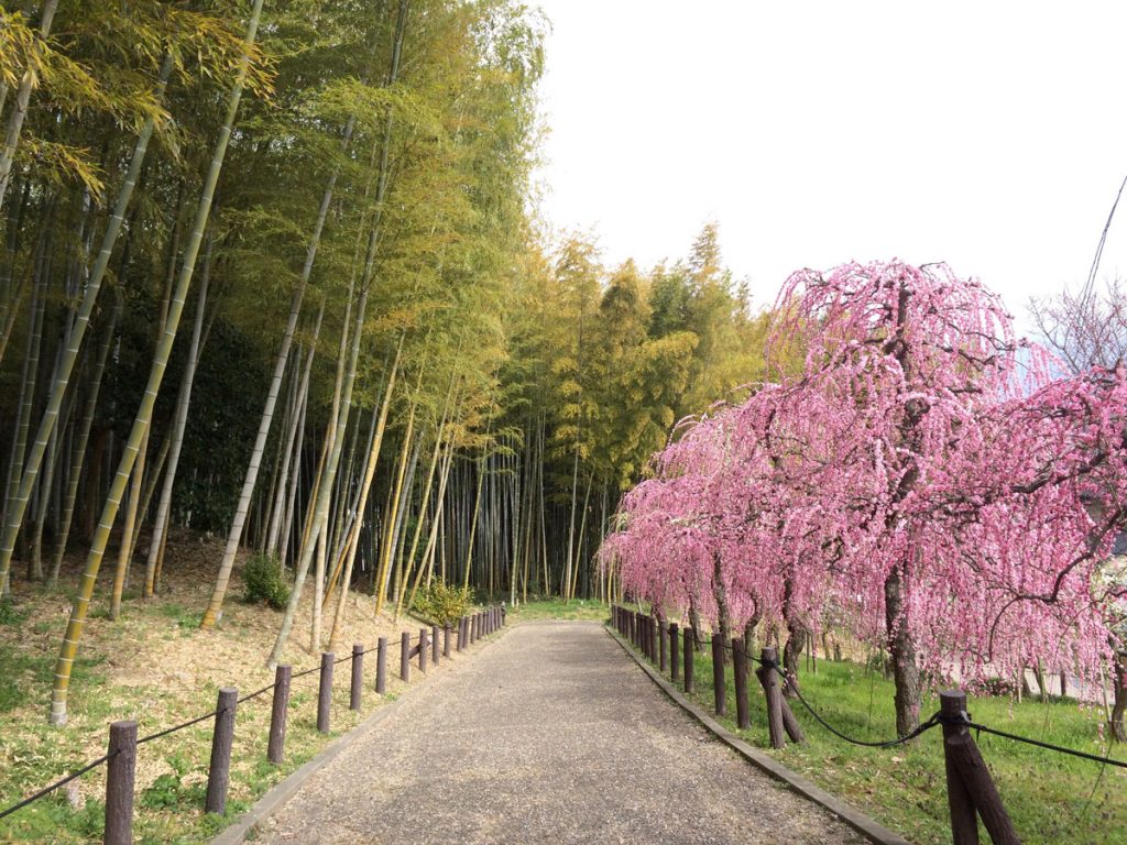 bamboo trees and plum trees