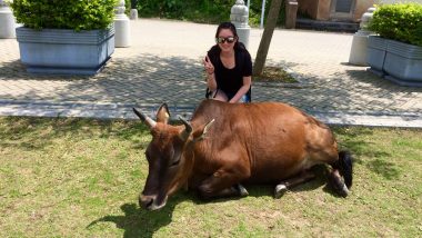 oxen at lantau island