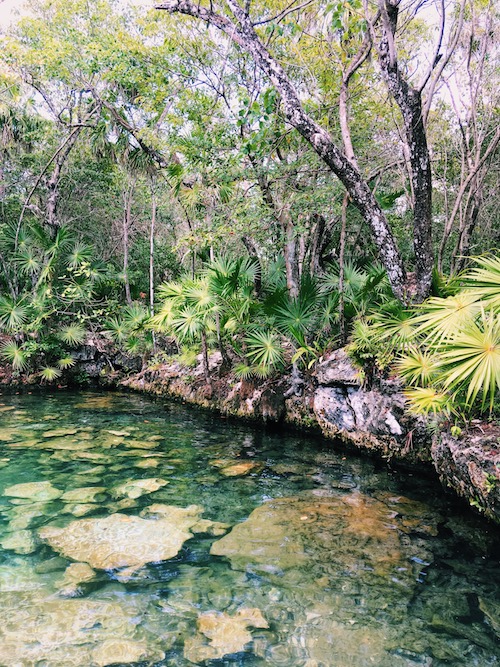 A cenote in Tulum, Mexico. Clear blue waters surrounded by lush tropical forest greens and trees