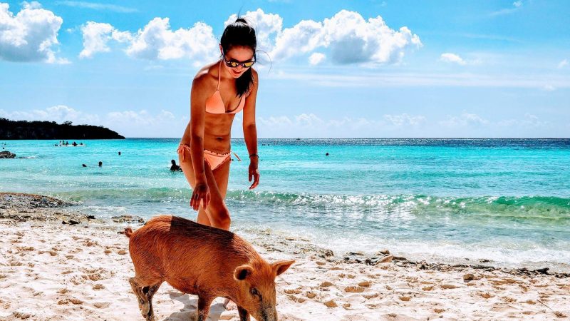 girl walking with a pig at the beach