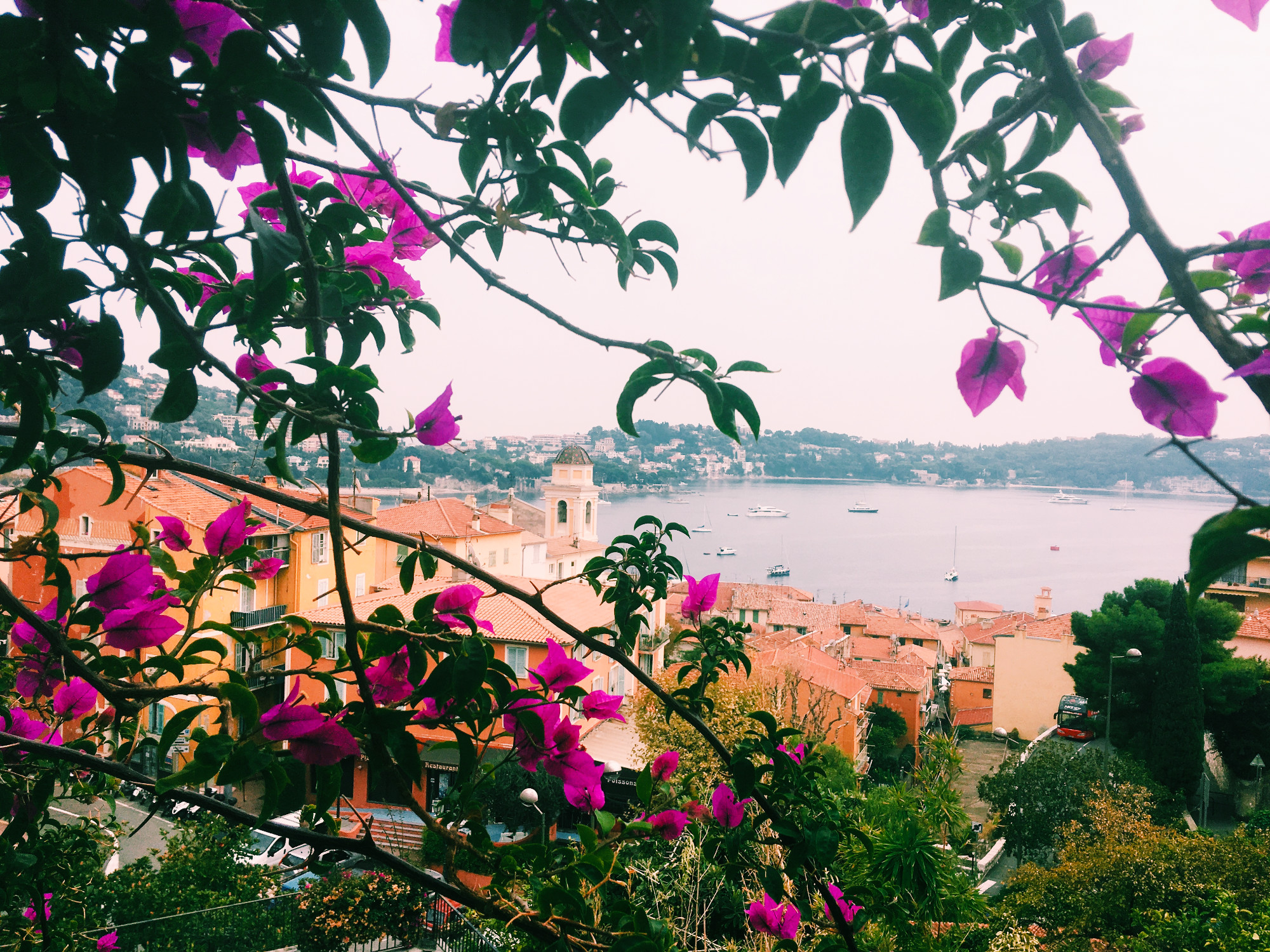 pink flowers overlooking the Mediterranean