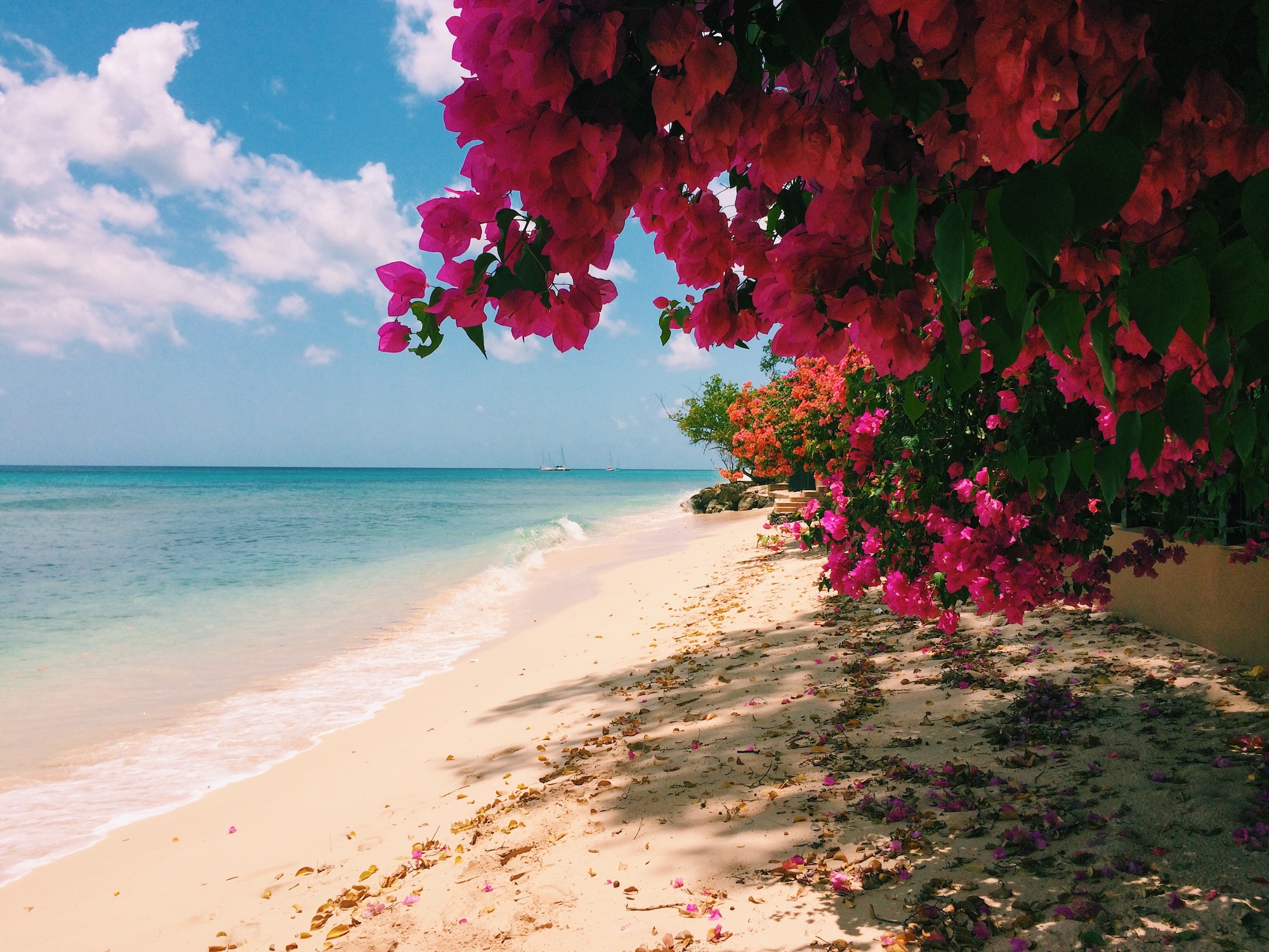 Barbados beach with pink flowers