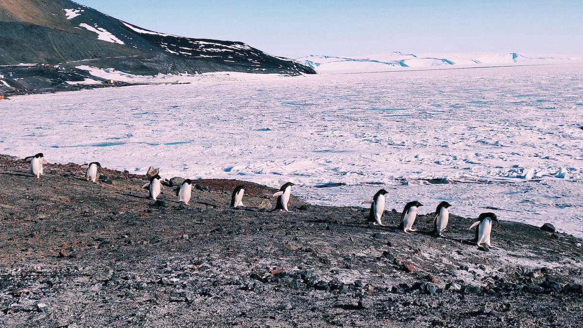 Adelie penguins at McMurdo Station