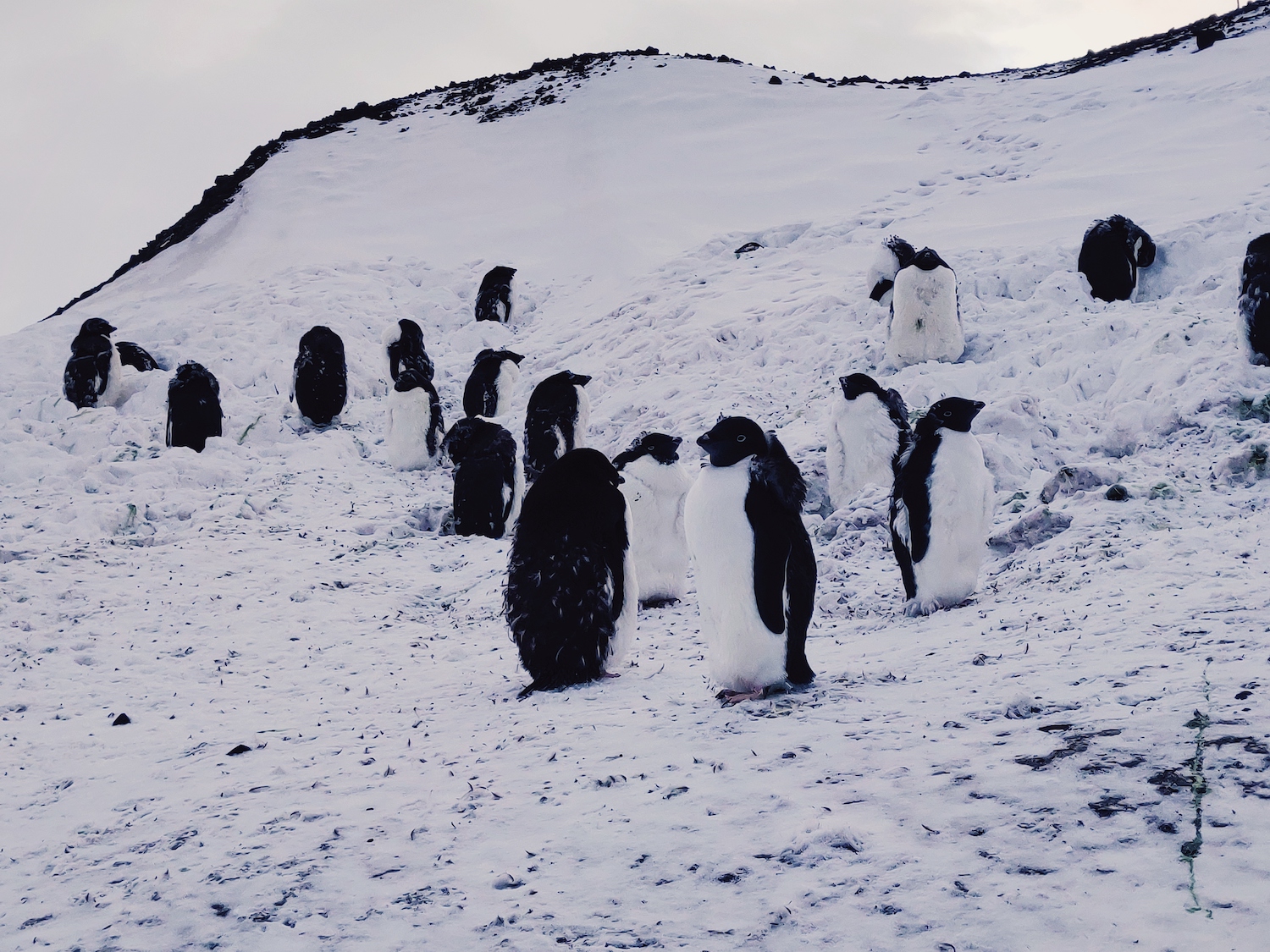 penguins at Hut Point, McMurdo Station, Antarctica