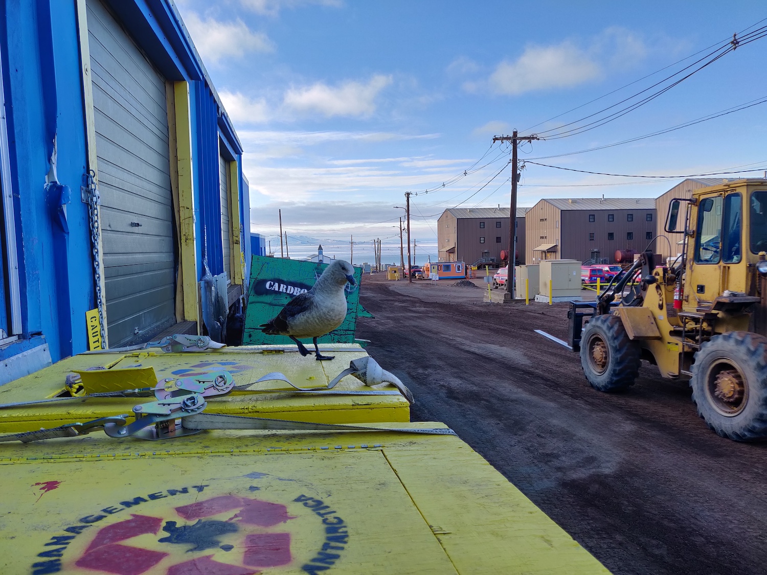 fork lift and skua at McMurdo Station