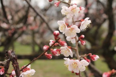 plum tree buds