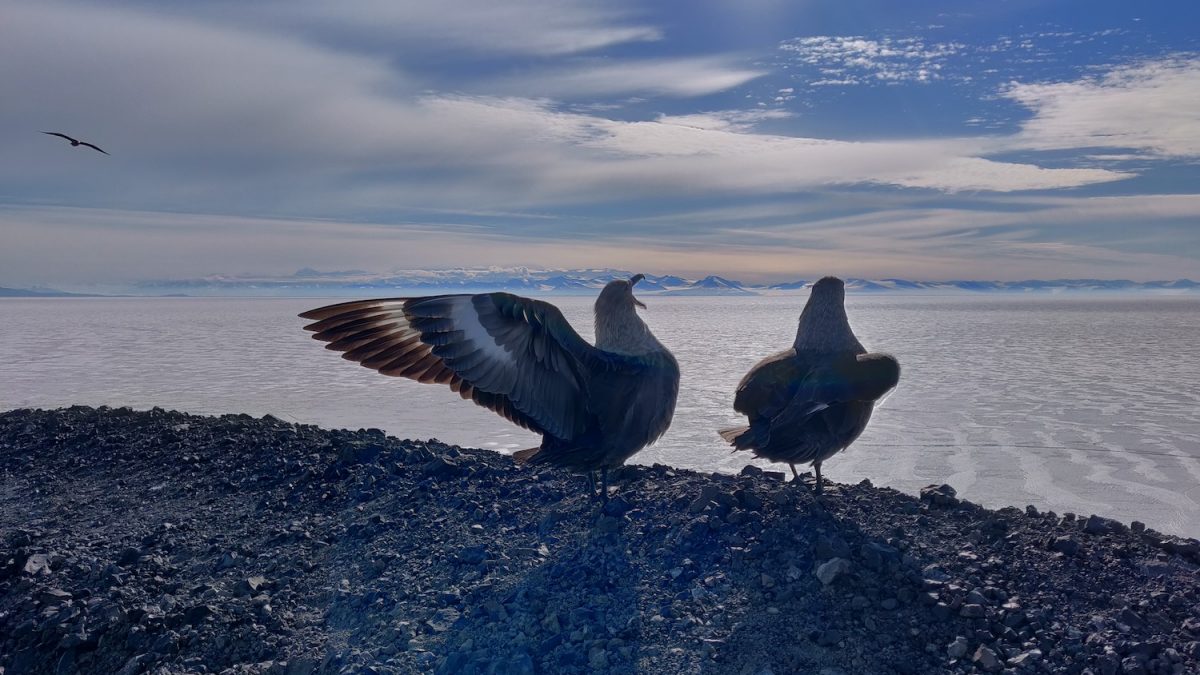 A pair of skua at McMurdo Station