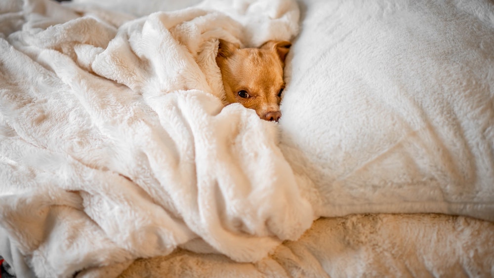 cozy dog under blanket