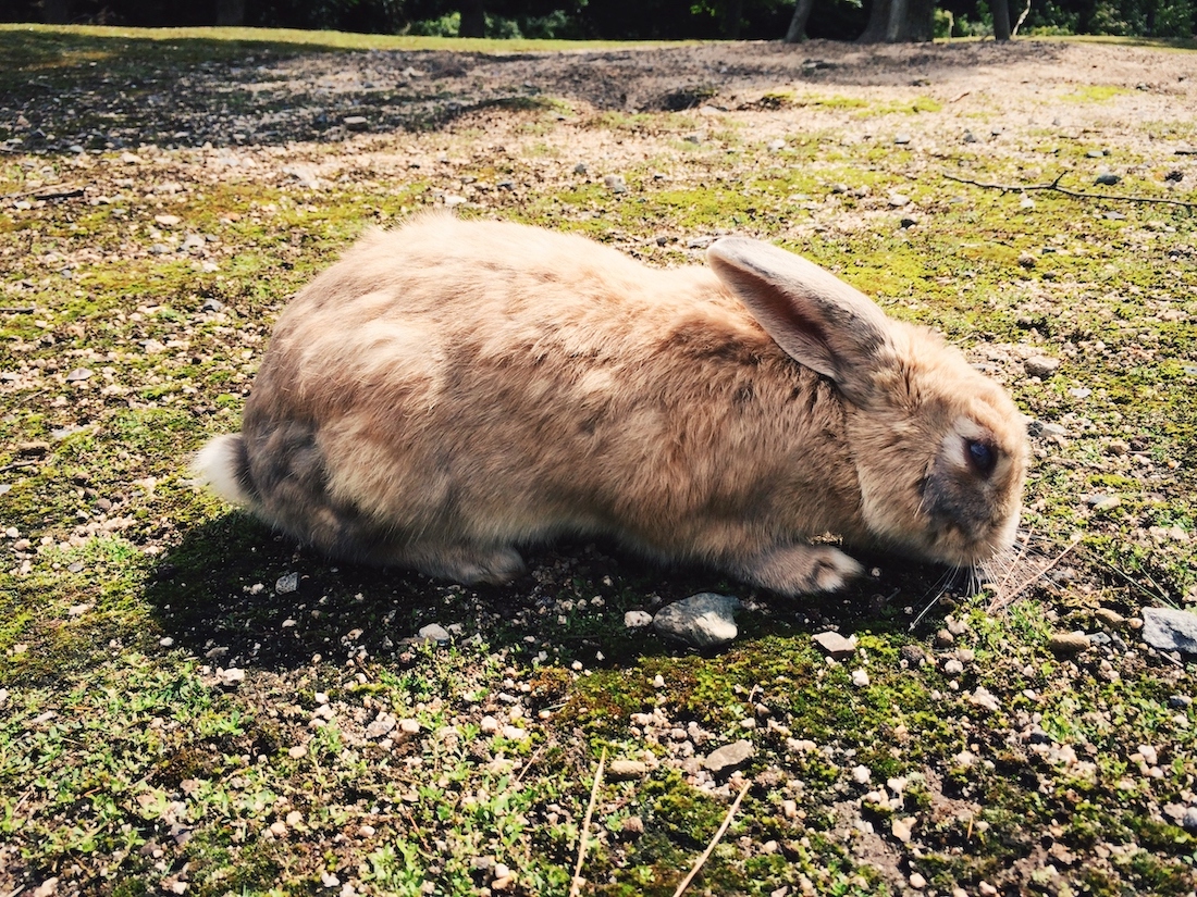 Light brown bunny at Okunoshima eating grass