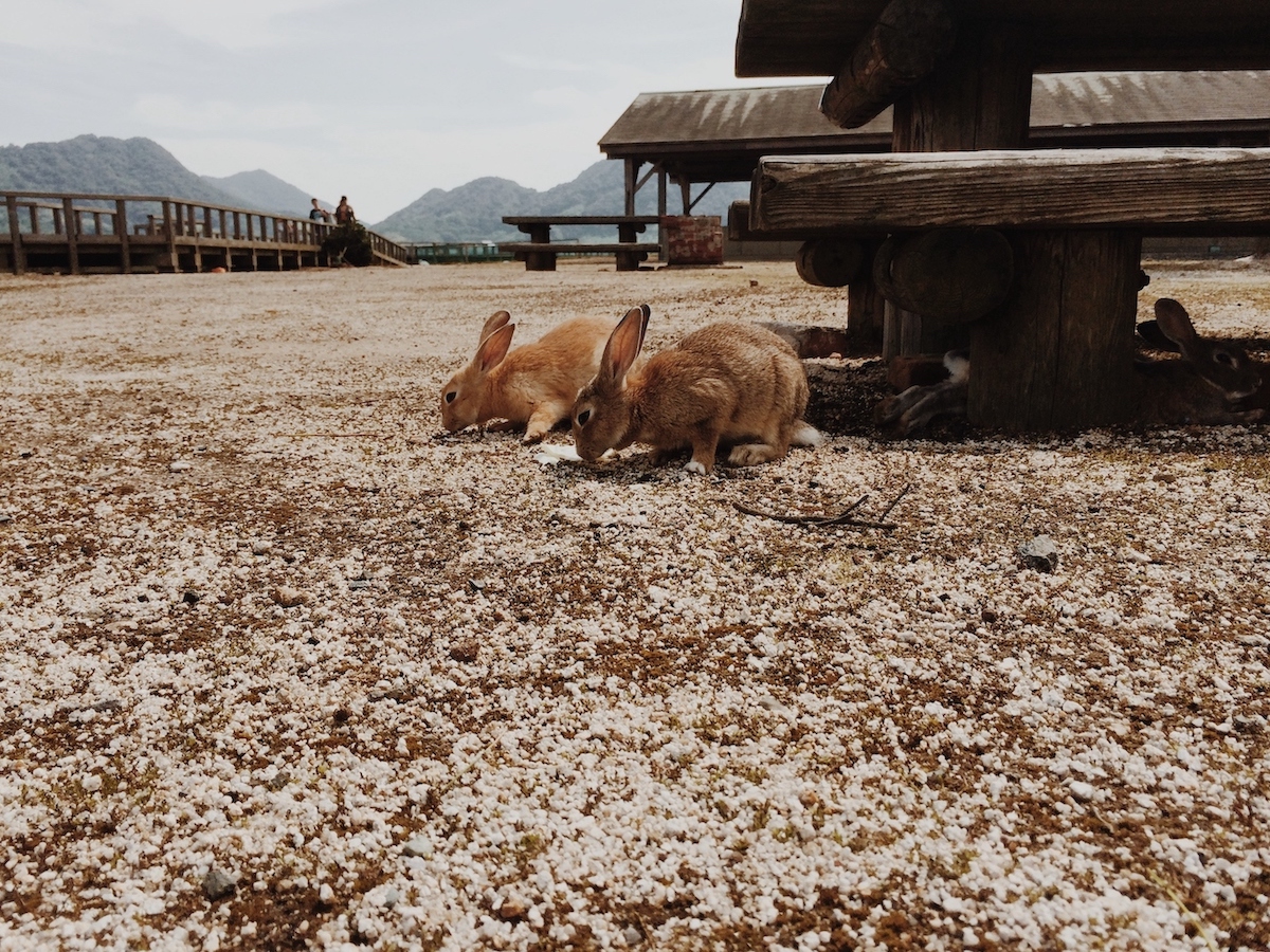 A pair of bunnies eating on the ground on Okunoshima Rabbit Island in Japan