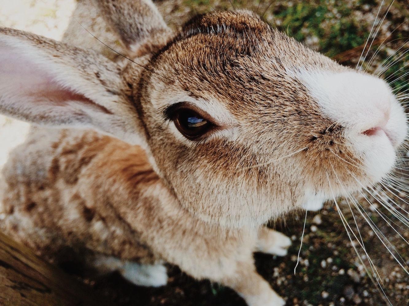 Close up of a light brown rabbit at Okunoshima