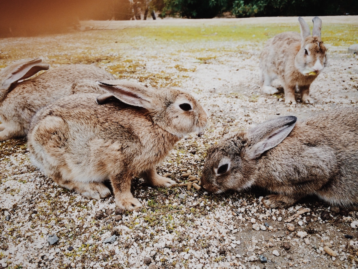 A groups of light brown rabbits eating pellets on the ground at Okunoshima, Japan's rabbit island