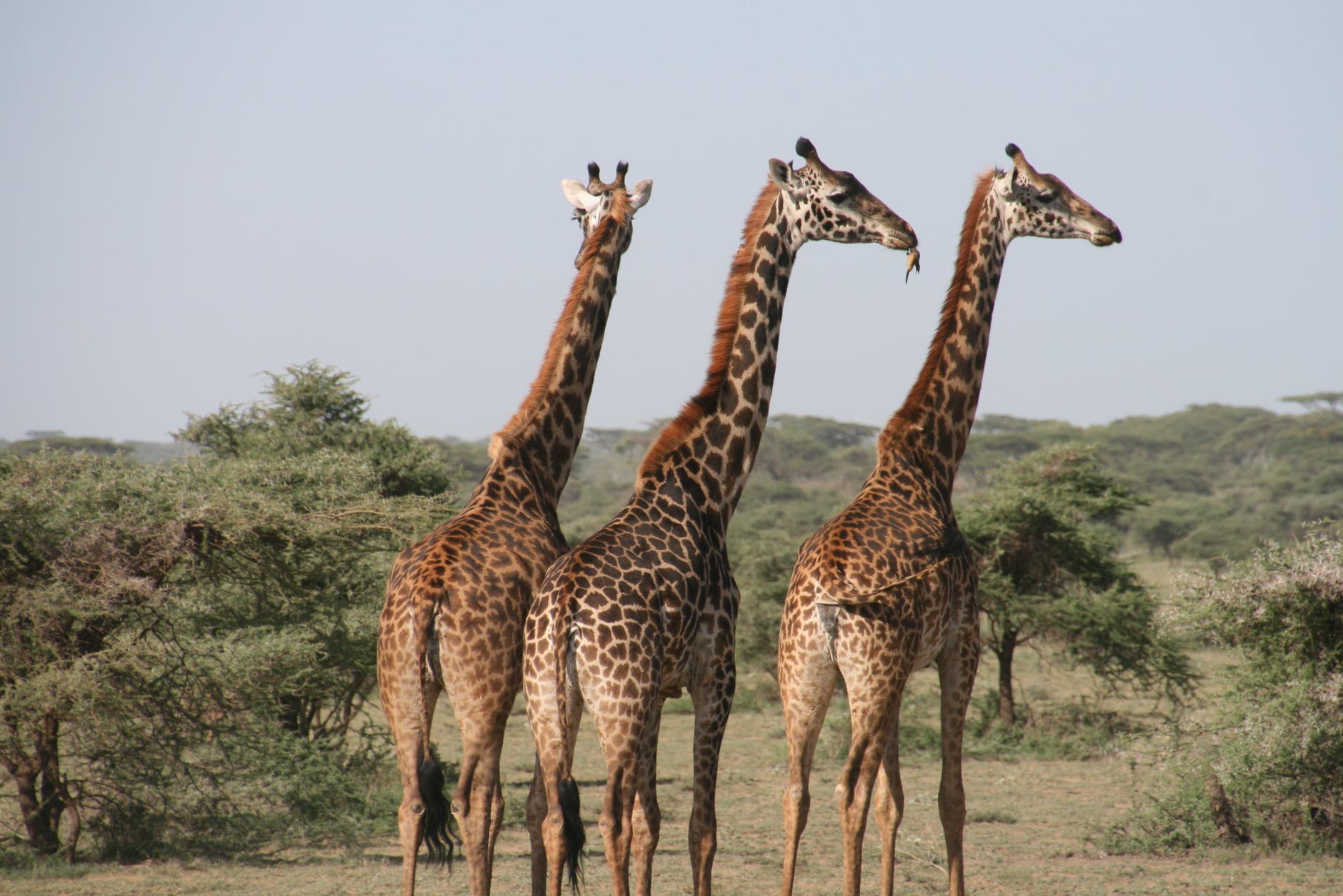three giraffes in africa