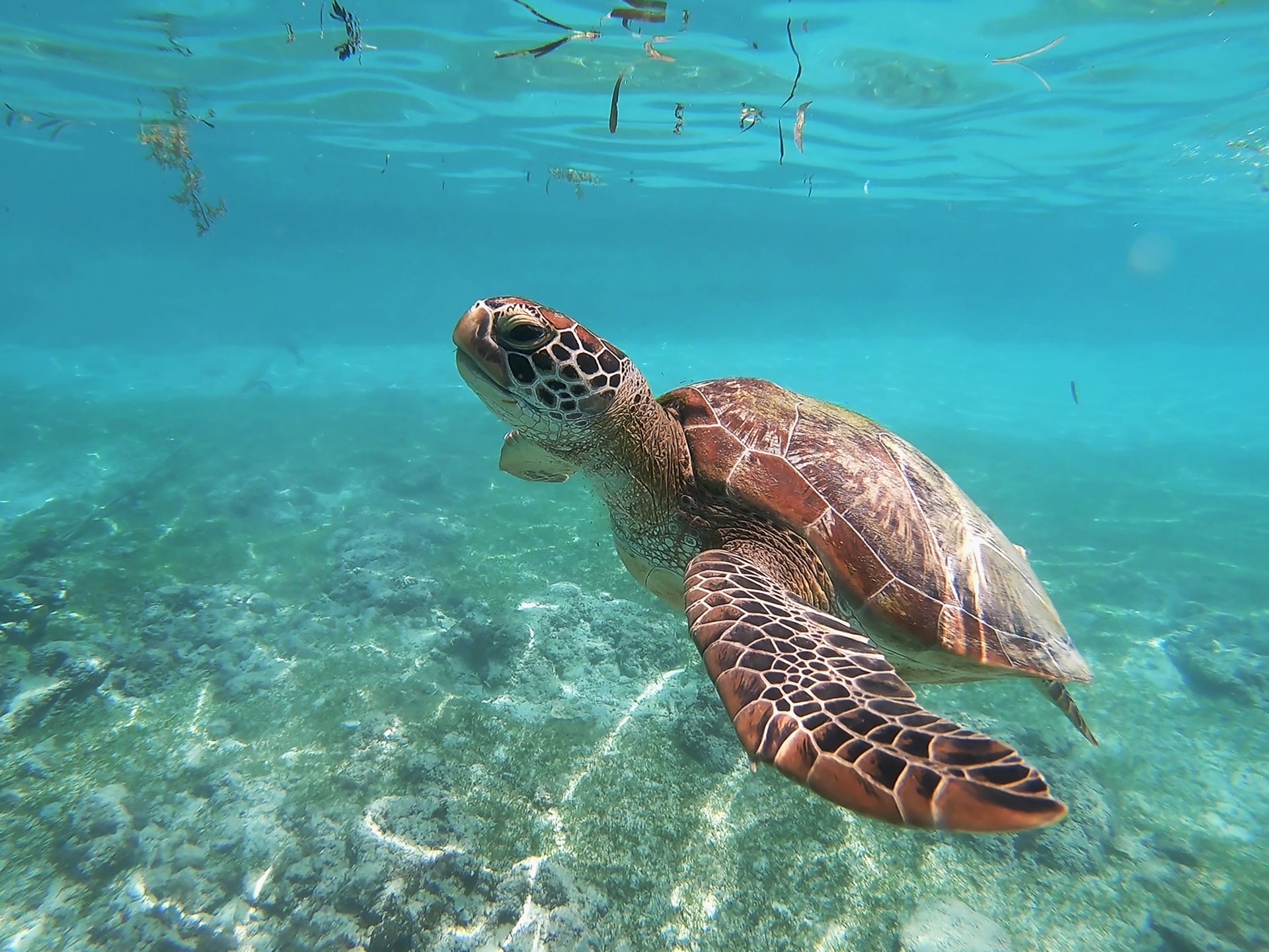 sea turtle swimming in clear green and blue waters