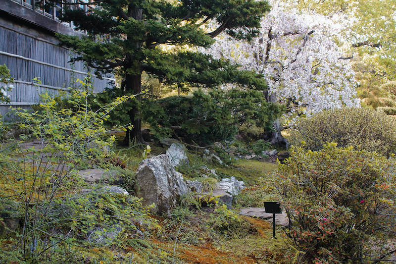 Stone path, trees, cherry blossom tree, and manicured vegetation inside Hakone Gardens in Saratoga, California