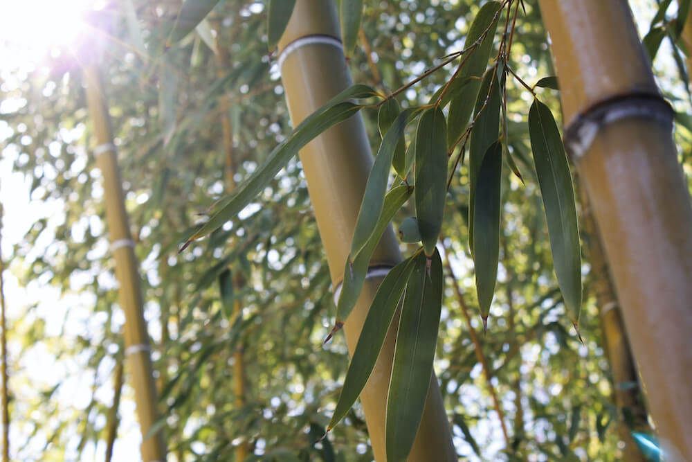 bamboo stalks and leaves