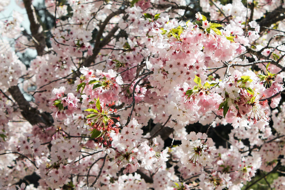 Full bloom sakura cherry blossoms at hakone estate and gardens