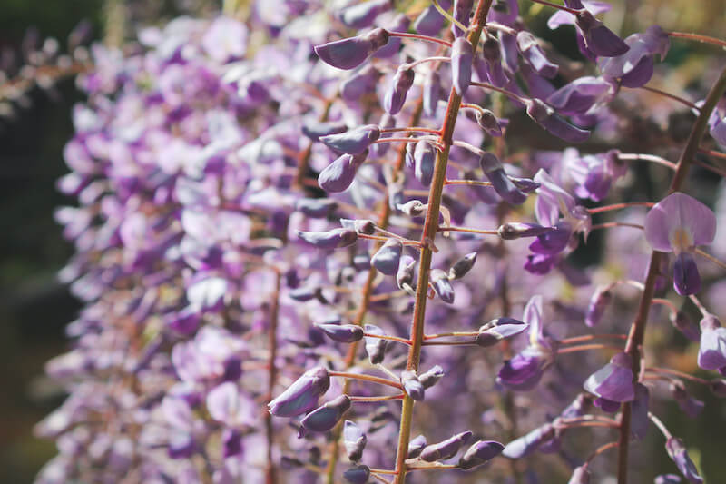 strings of purple wisteria at Hakone Estate and Gardens in the California Bay Area