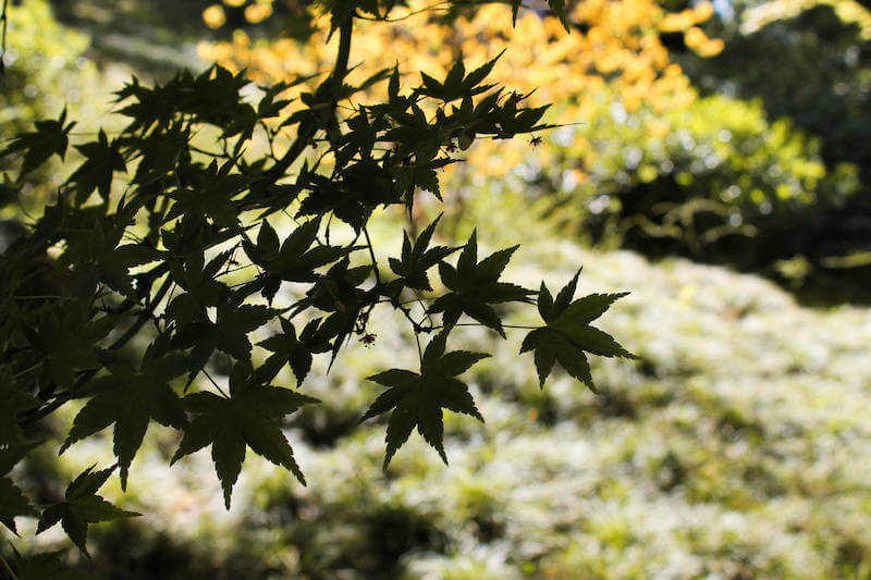 japanese maple leaves