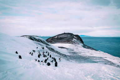 Penguins molting at Hut Point, near McMurdo Station with cross and sea ice in the background