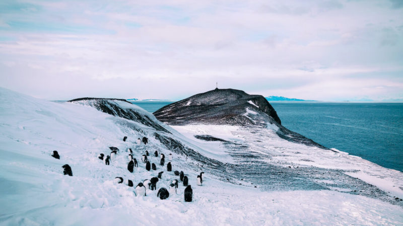 Penguins molting at Hut Point, near McMurdo Station with cross and sea ice in the background