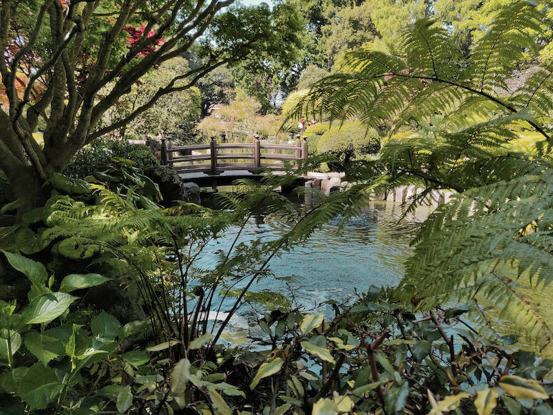 japanese garden with greenery, a pond, and bridge