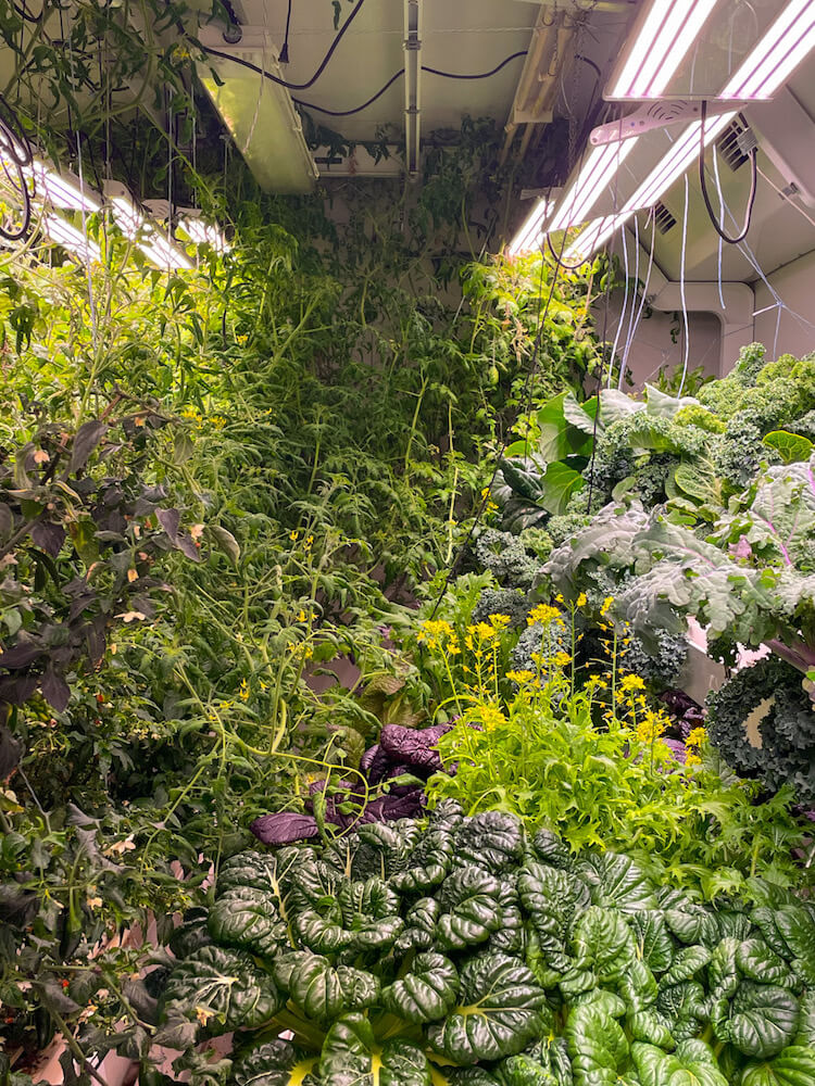 South Pole's hydroponic greenhouse full of leafy greens