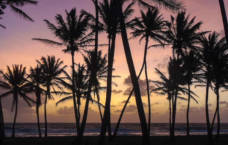 Silhouettes of palm trees at the beach in front of a purple, pink, and orange sunset