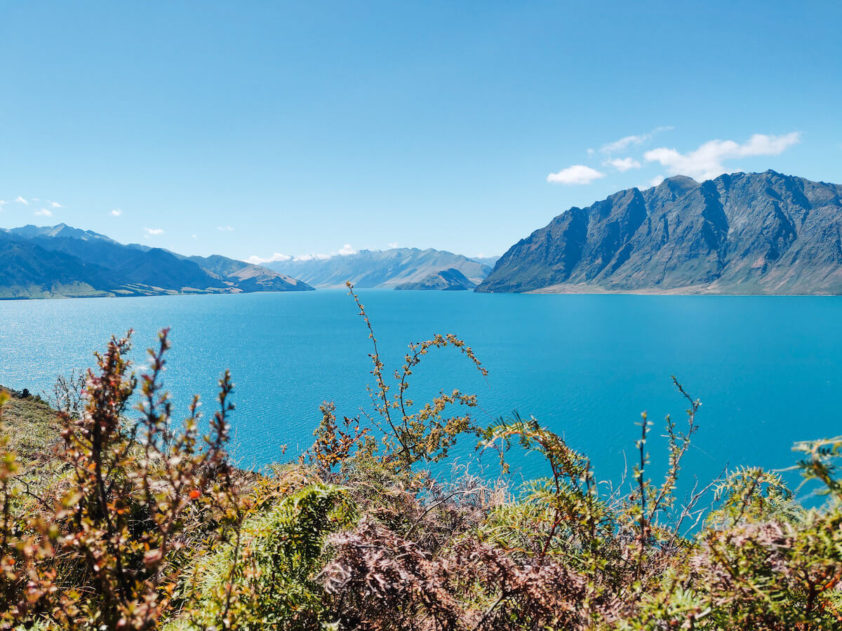 A blue lake in New Zealand with mountains in the background and plants in soft focus in the foreground