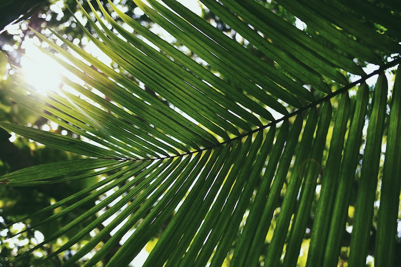 sun shining through palm trees