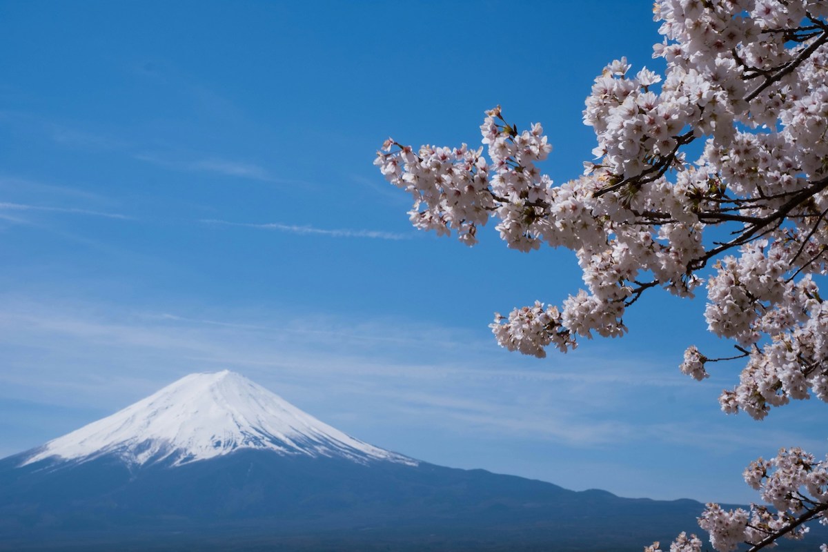 Pink cherry blossoms appear on the right side of the photo while a frosted-peaked Mt.Fuji appears in the bottom third
