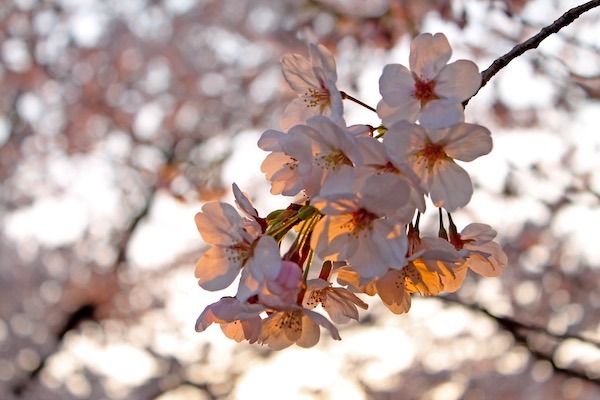 White cherry blossoms appear in front of sunset