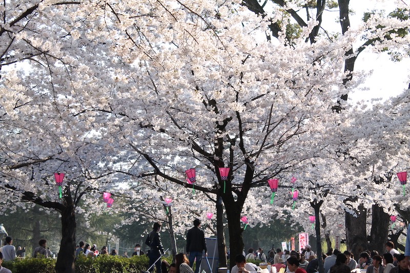 People sitting under cherry blossoms enjoying hanami