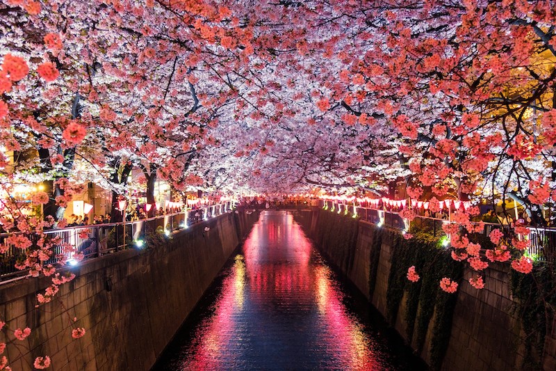 Pink cherry blossoms are illuminated at night overhanging a river