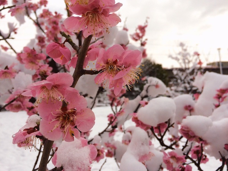 Snow-covered pink blossoms