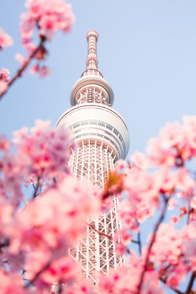 Skyscraper Tokyo Skytree in the background and pink sakura cherry blossoms in the foreground