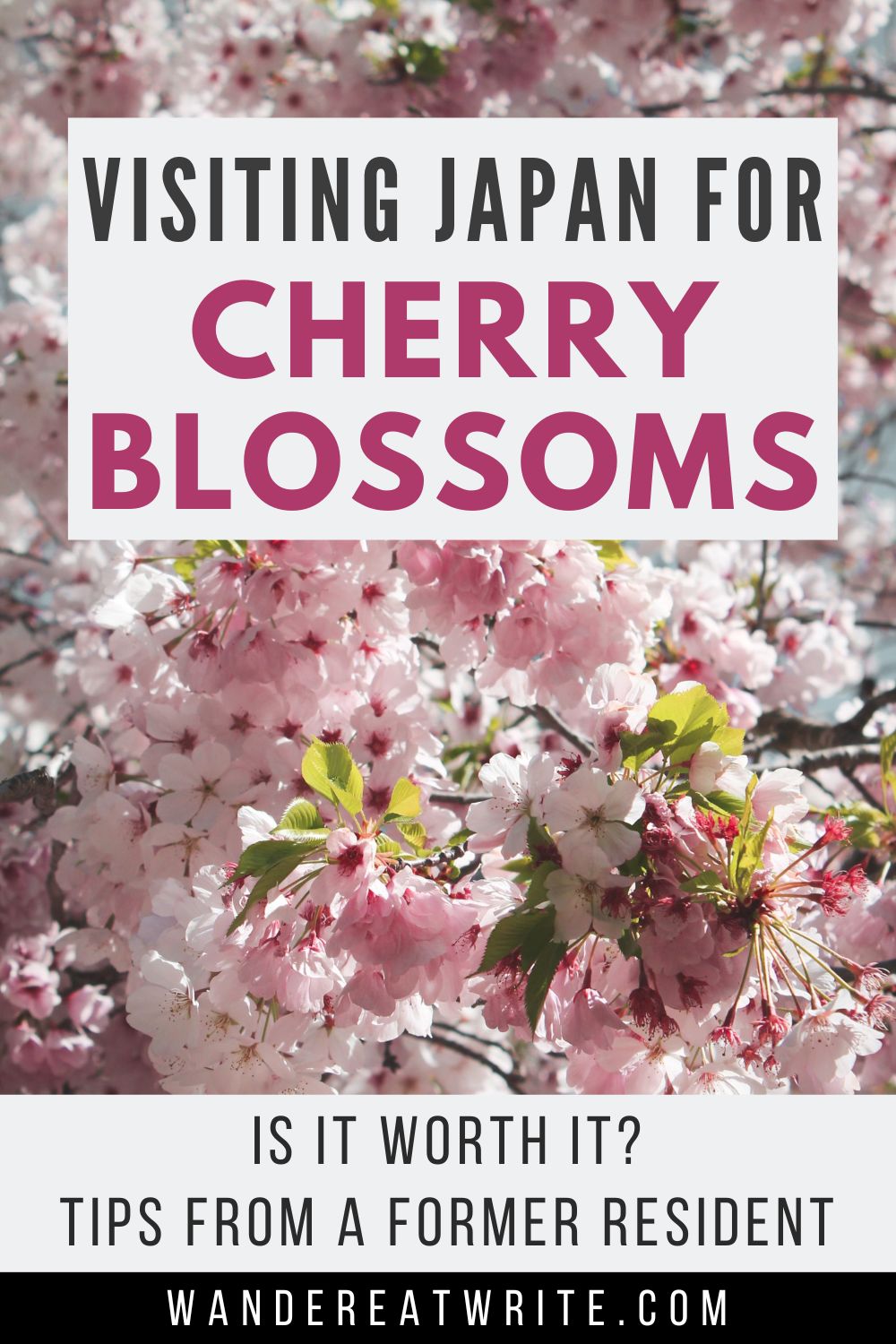 Pin title: Visiting Japan for Cherry Blossoms: Is it worth it? Tips from a former resident. Photo: light pink cherry blossoms on a tree