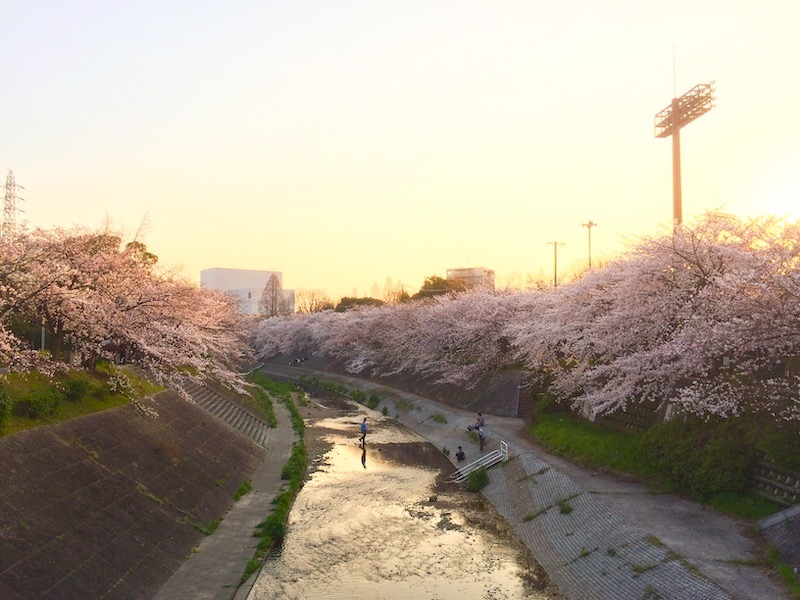 Pink cherry blossoms line a canal during sunseet