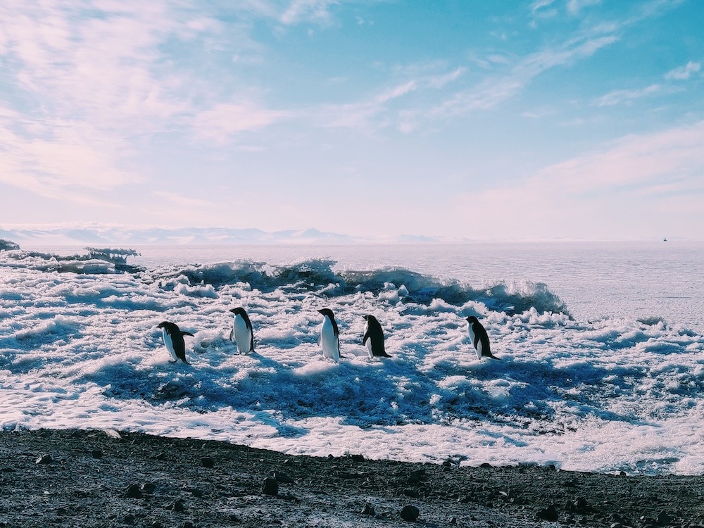 Adelie penguins stand on frozen sea ice