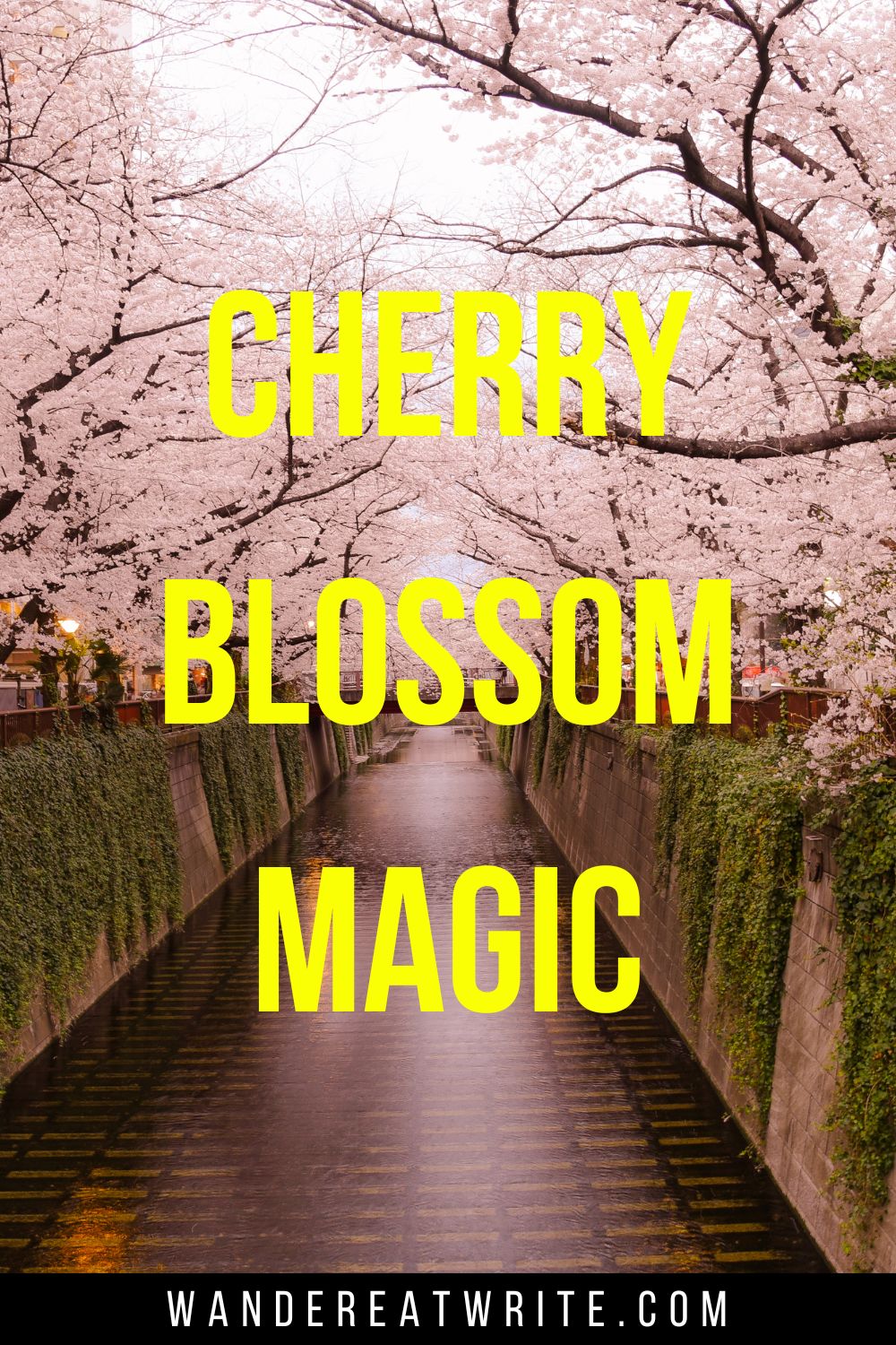 Caption text: Cherry Blossom Magic. Background photo: a gully lined with blooming pink cherry blossoms