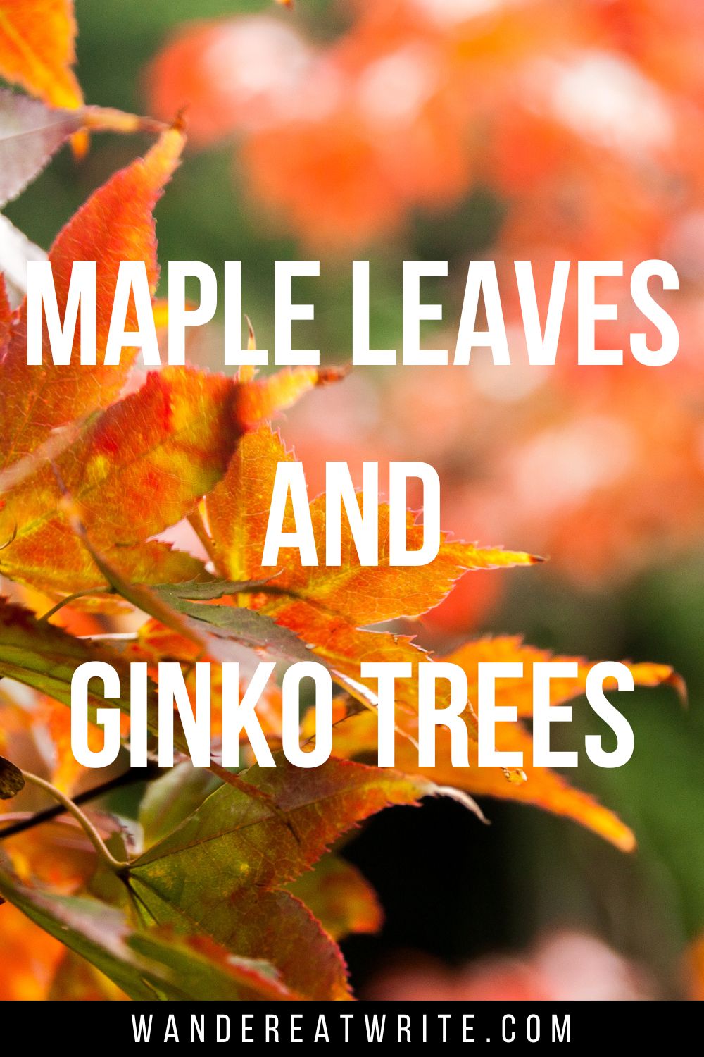 Japan caption text: Maple leaves and Ginko trees. Background photo: Orange and red maple leaves