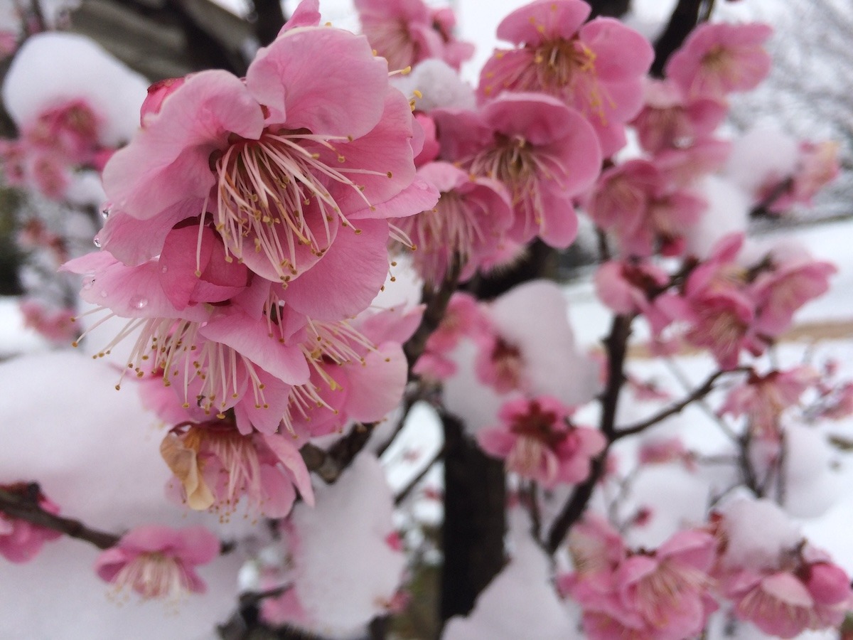 Snow covered blossoms