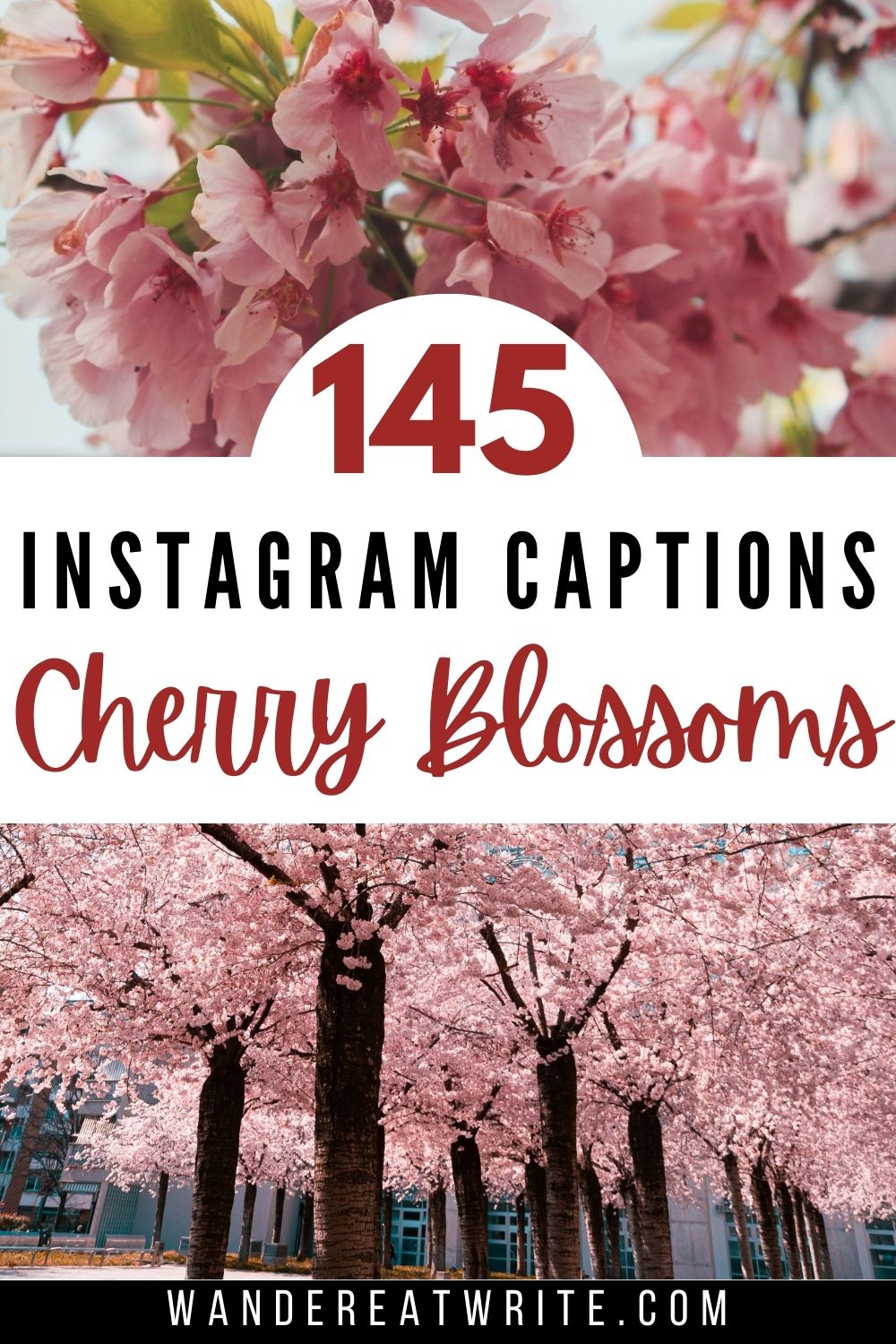 Pin title: 145 Instagram Captions: Cherry Blossoms. Top photo: soft pink cherry blossoms. Bottom photo: a row of pink cherry blossom trees