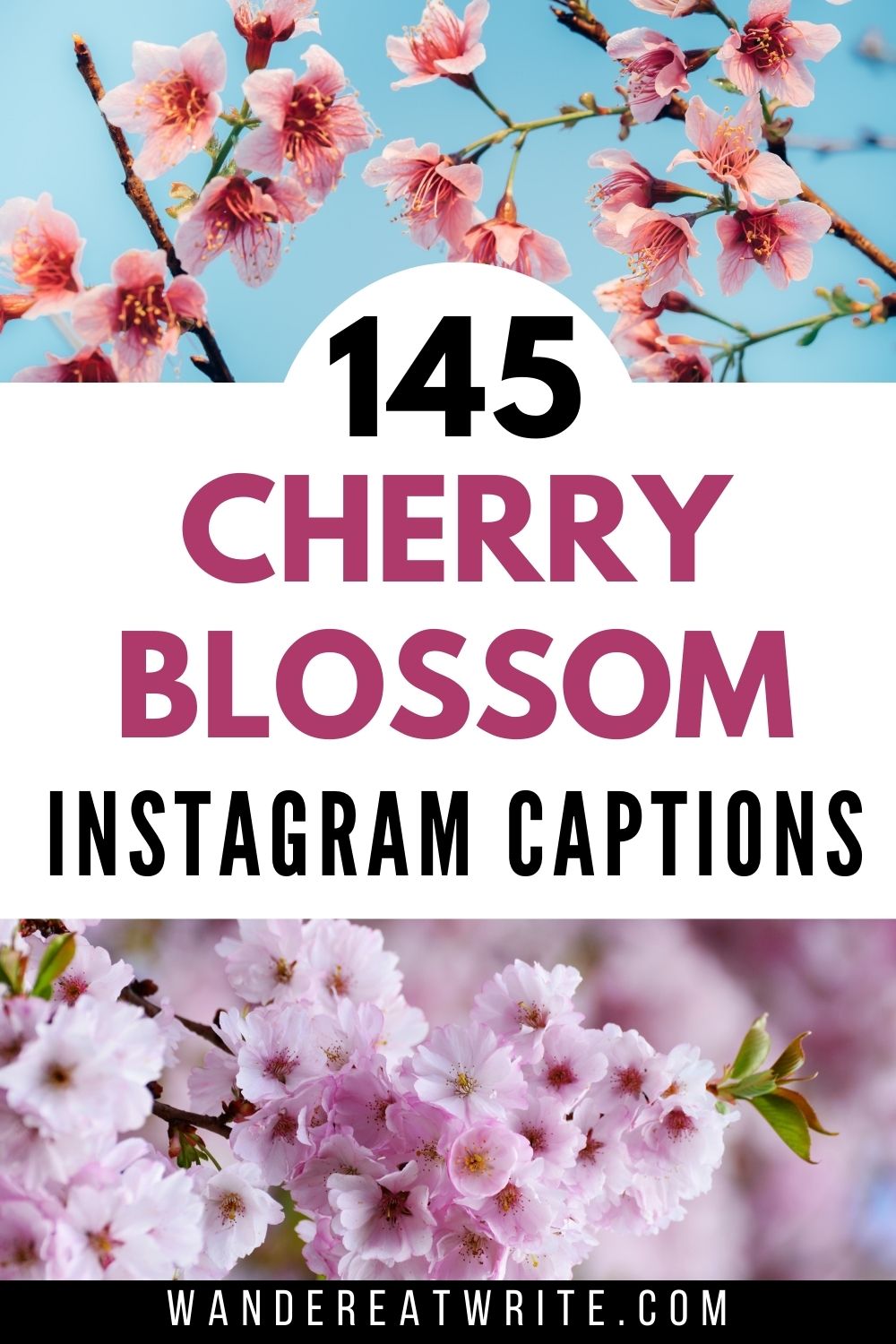 Pin text: 145 Cherry Blossom Instagram Captions. Top photo: pink cherry blossoms with blue sky. Bottom photo: pastel pink blossoms