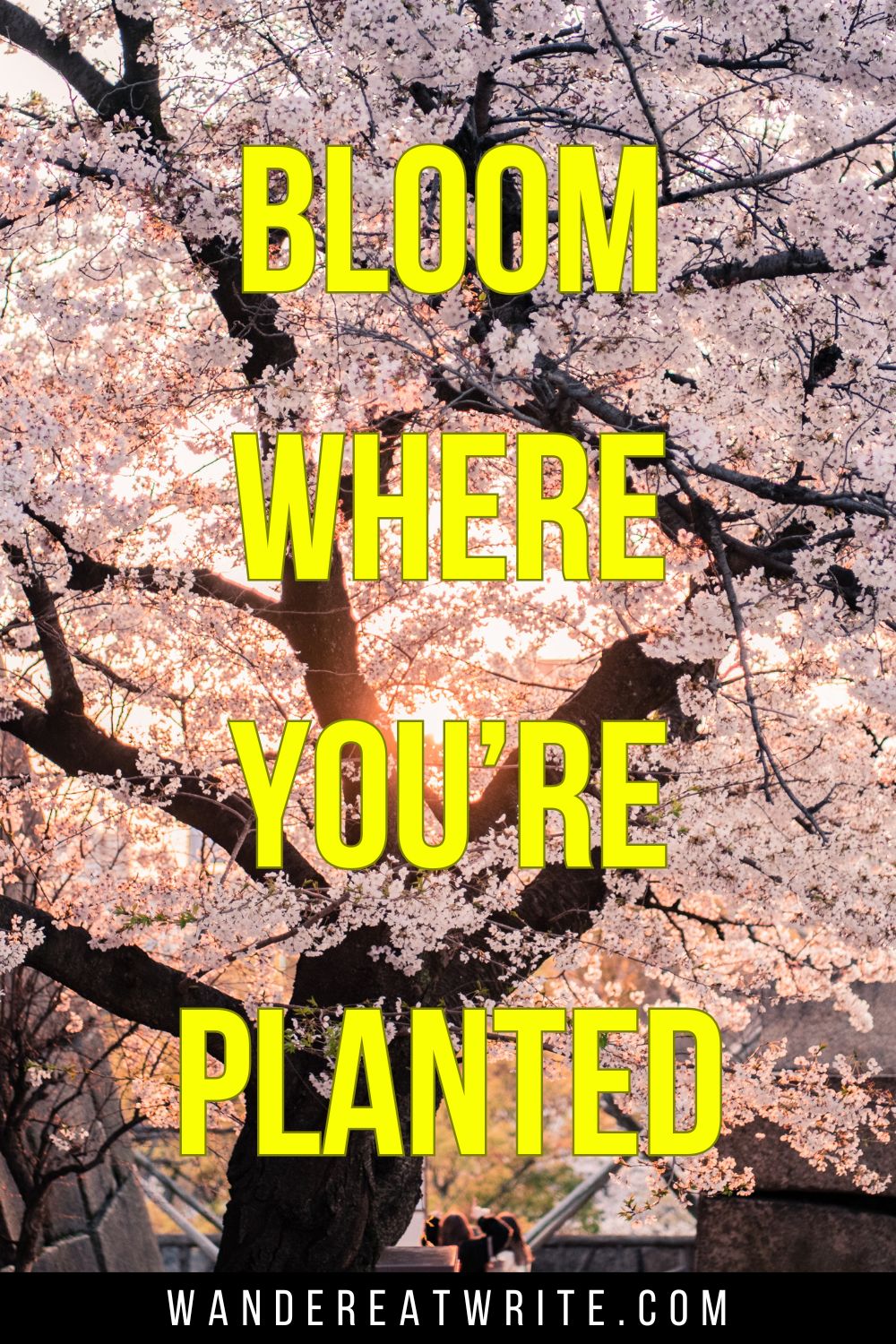 Pin text: Bloom where you're planted. Background photo: a bloomed cherry blossom tree backlit by sunset