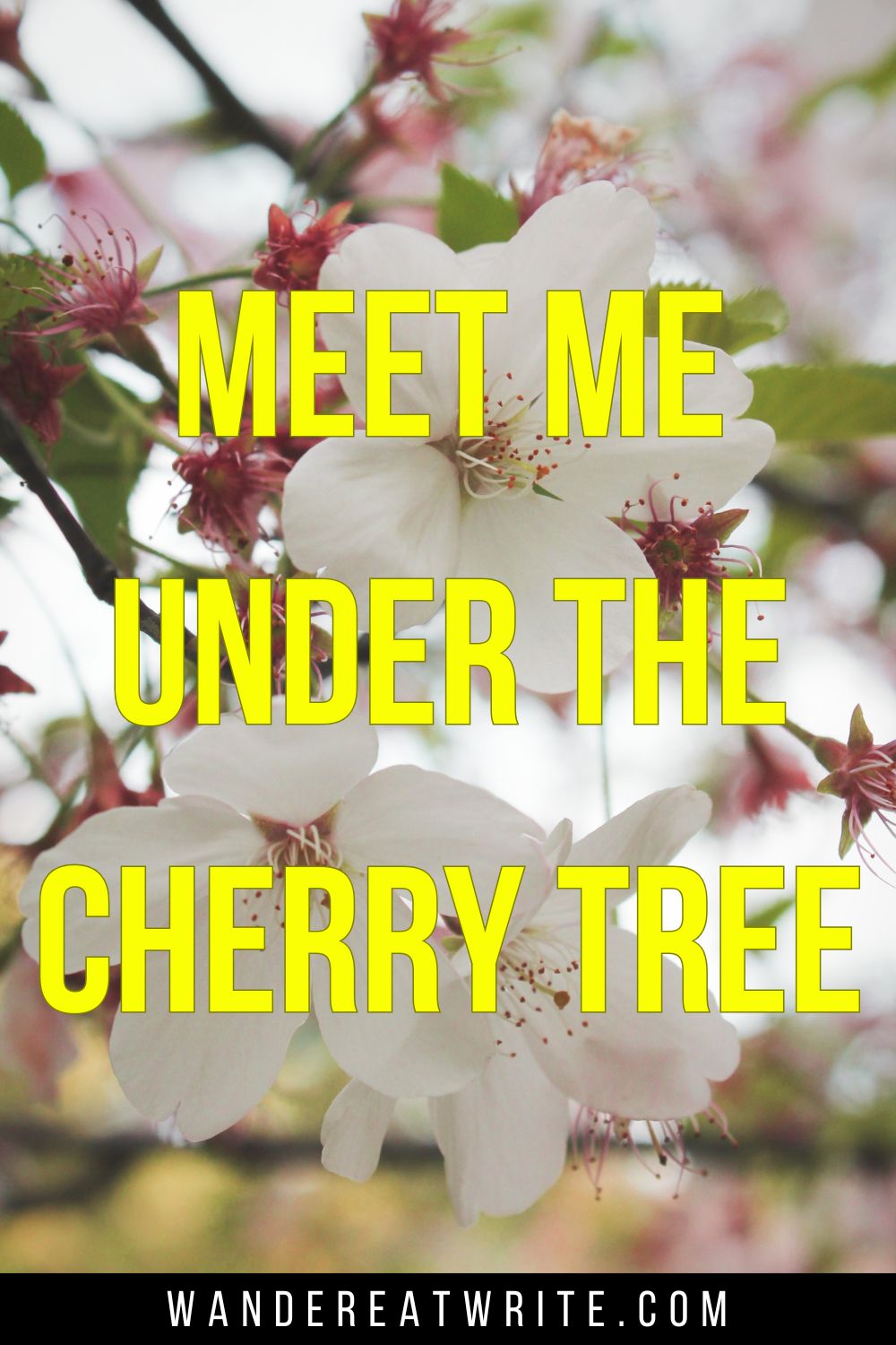 Pin text: Meet me under the cherry tree. Background photo: white cherry blossoms