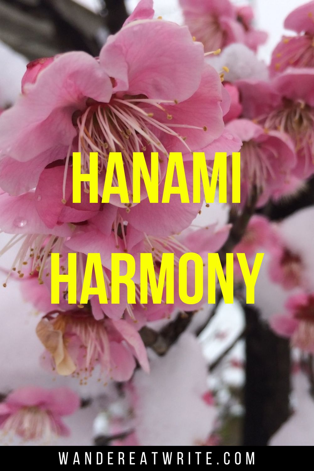 Pin text: Hanami Harmony. Background photo: a close up of pink cherry blossoms peeking out of snow