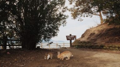 Two rabbits eating on a sandy path and surrounding trees on Okunoshima